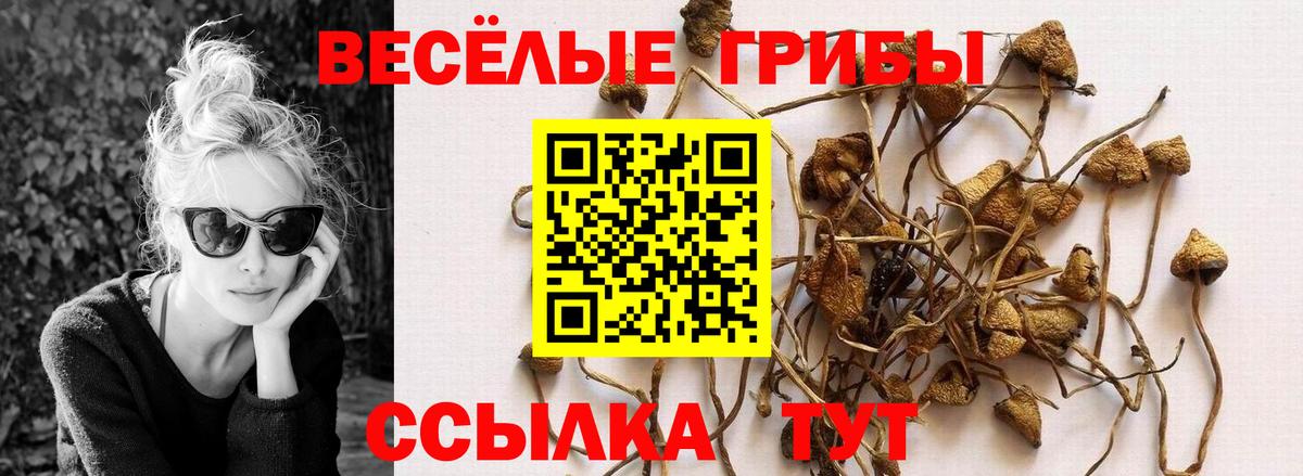 Галлюциногенные грибы Psilocybe  Псилоцибиновые грибы Psilocybe  Урюпинск  Вход с VPN 